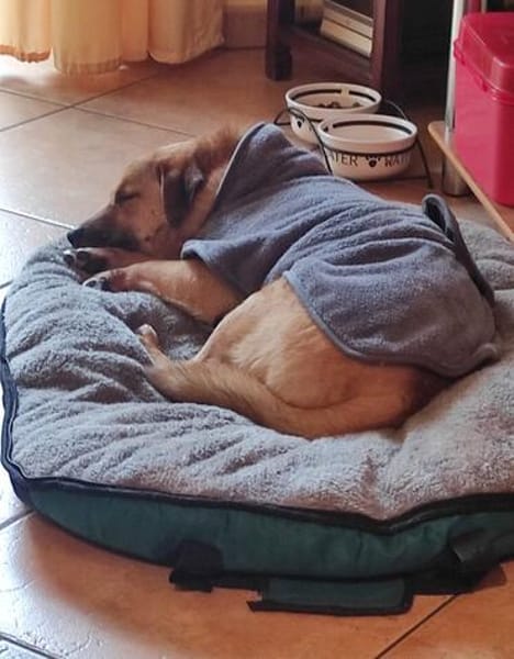 Tino sucht ein neues Zuhause