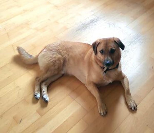 Tino sucht ein neues Zuhause