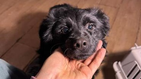 ein kleiner Kämpfer mit Kuschelherz- Mowgli