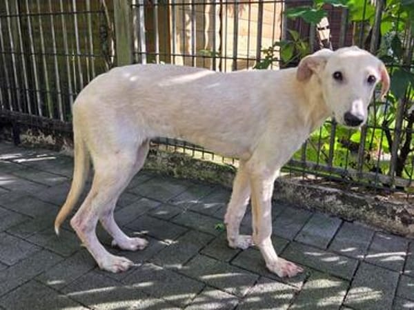NALA-süße, verschmuste, viel zu dünne Juniorin, 53cm