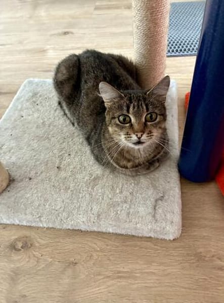 zutrauliche liebenswerte SORINA