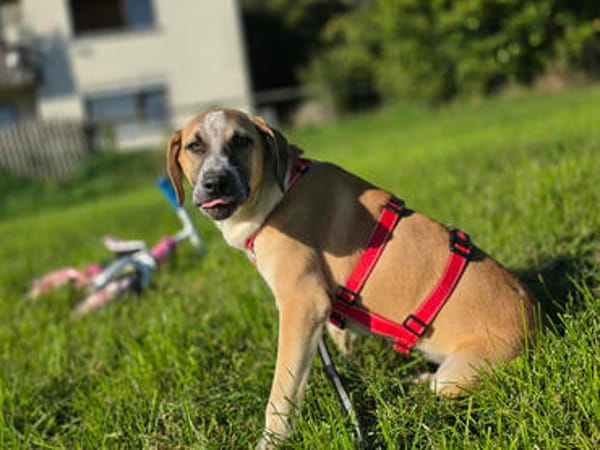 Freundliche Phoenix wünscht sich Familie