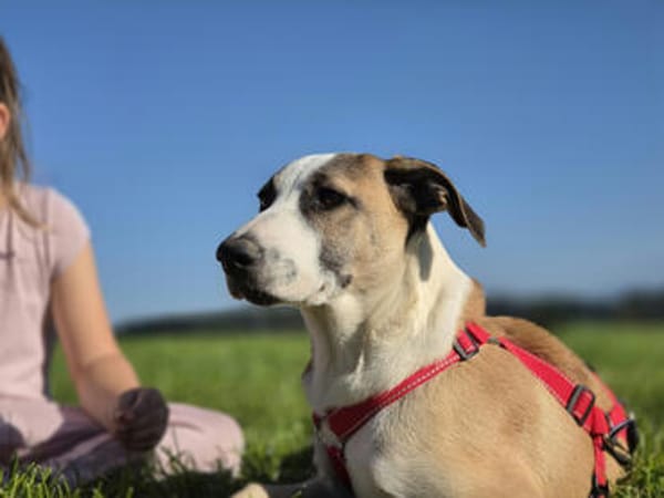 Möchten Sie Petunia eine Chance geben?