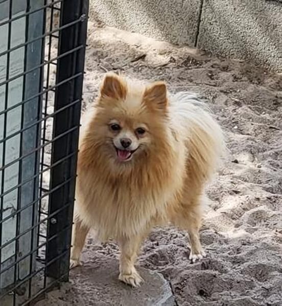 Chelsea  in 45711 Datteln