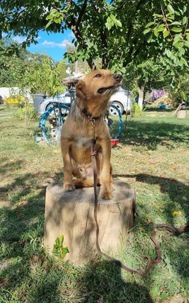 Max, fröhlicher Hund sucht neues Zuhause