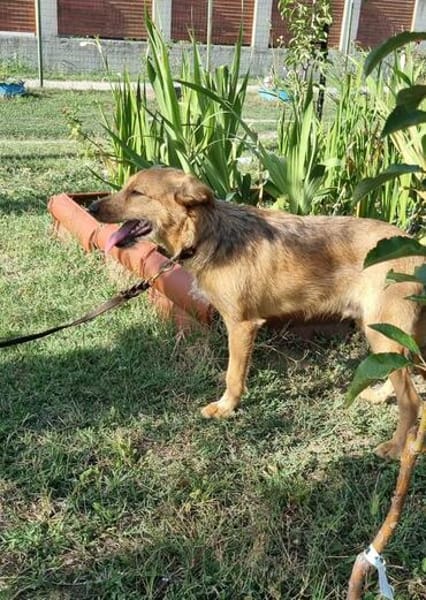 Max, fröhlicher Hund sucht neues Zuhause