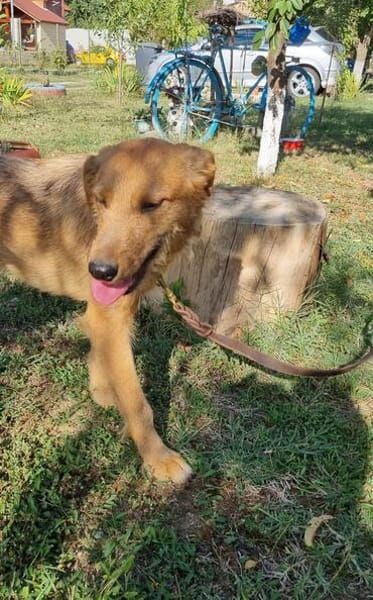 Max, fröhlicher Hund sucht neues Zuhause