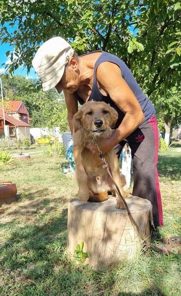 Max, fröhlicher Hund sucht neues Zuhause