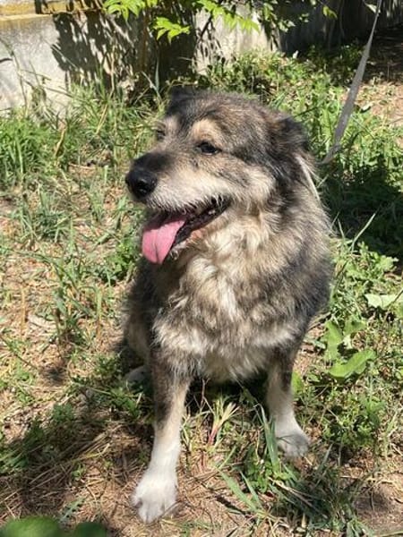 Woody, freundlicher Rüde sucht neues Zuhause