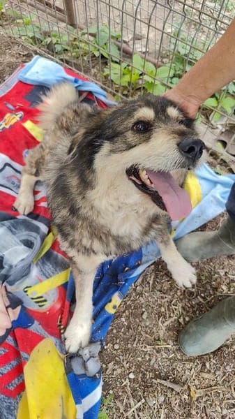 Woody, freundlicher Rüde sucht neues Zuhause