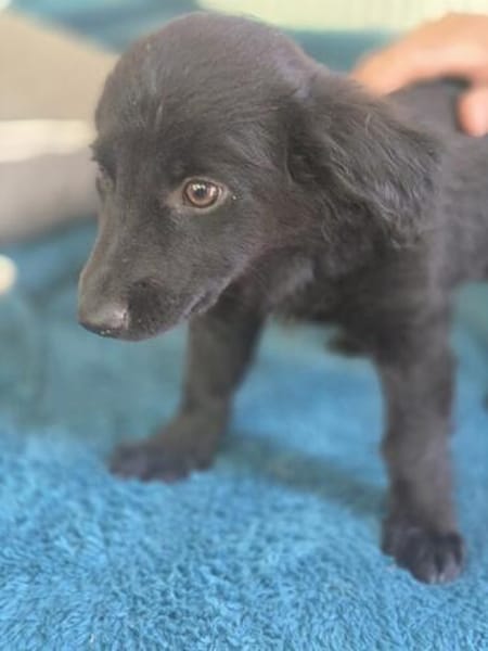 Molly BE  sanftes Hundemädchen sucht ihr Zuhause