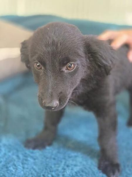 Molly BE  sanftes Hundemädchen sucht ihr Zuhause