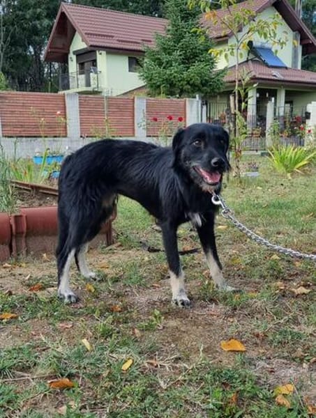 Zoe, kleine Hündin sucht neues Zuhause