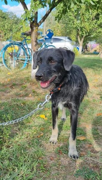 Zoe, kleine Hündin sucht neues Zuhause