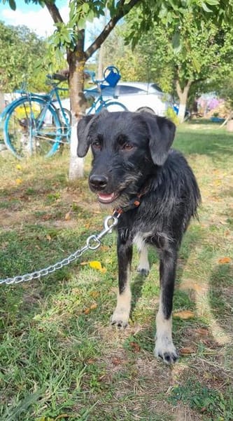 Zoe, kleine Hündin sucht neues Zuhause
