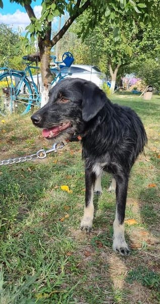 Zoe, kleine Hündin sucht neues Zuhause