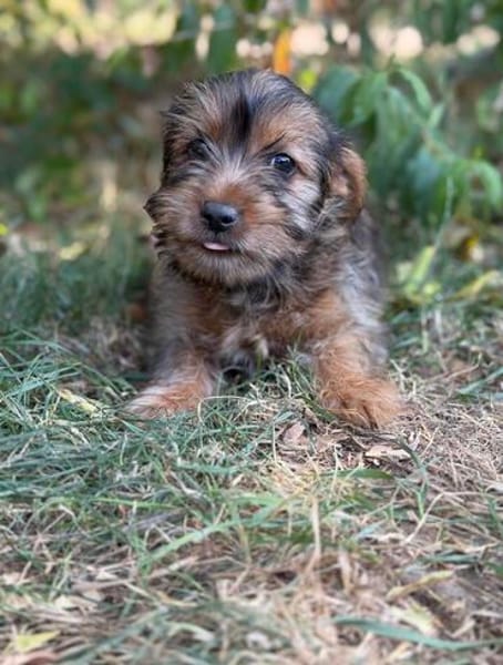 Zadorka bezauberndes Hundekind sucht Ihr Für-Immer-Körbchen