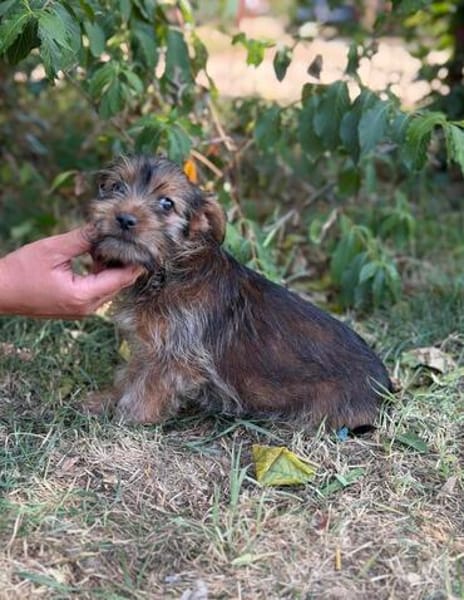 Zadorka bezauberndes Hundekind sucht Ihr Für-Immer-Körbchen