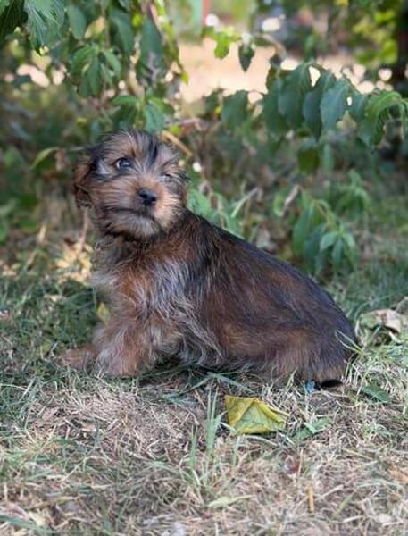 Zadorka bezauberndes Hundekind sucht Ihr Für-Immer-Körbchen