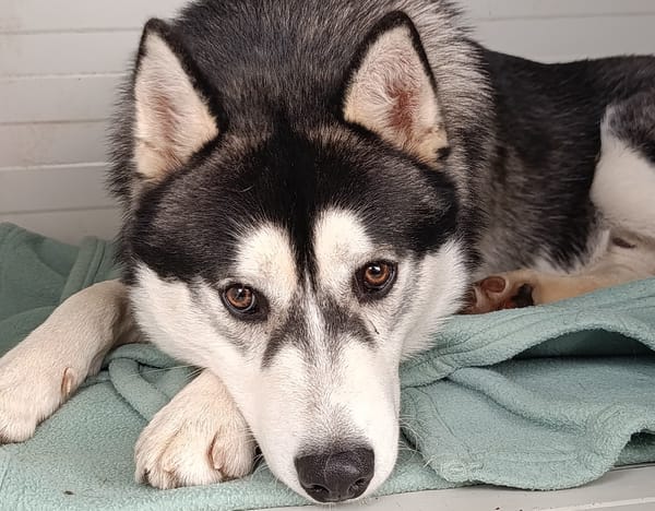 Aiko