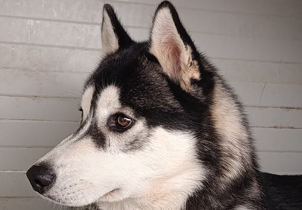 Aiko
