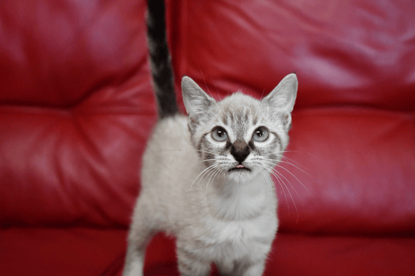 Bubble ( En cours d'adoption )