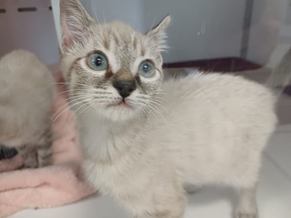 Bubble ( En cours d'adoption )