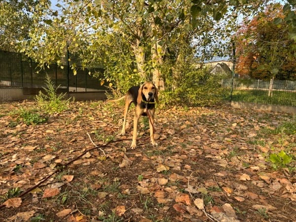ALBI