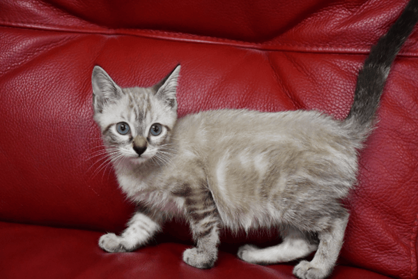 Bulle (en cours d'adoption)