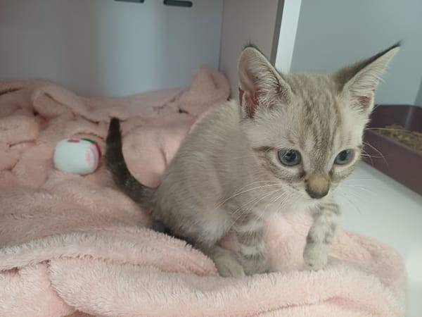 Bulle (en cours d'adoption)
