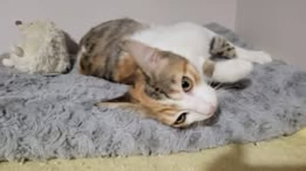 FRIMOUSSE