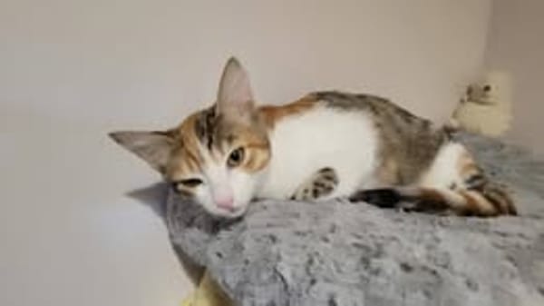 FRIMOUSSE
