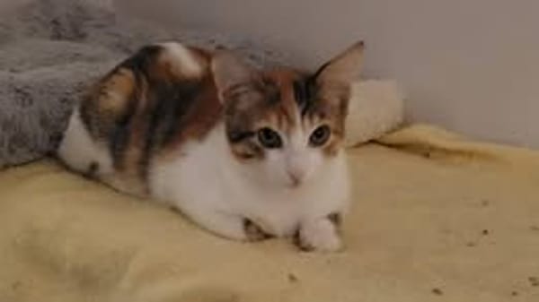 FRIMOUSSE
