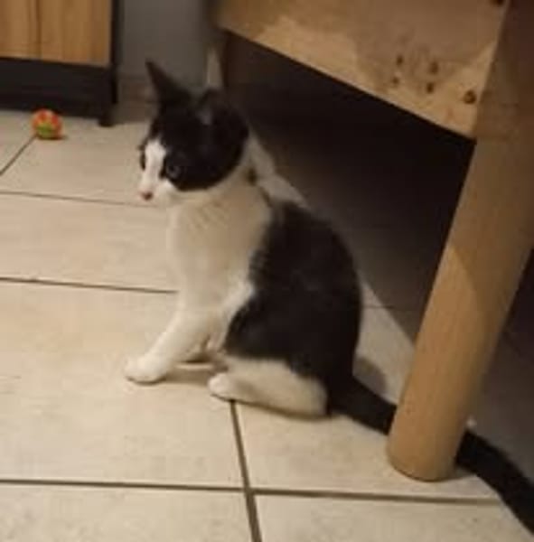 BIBOP