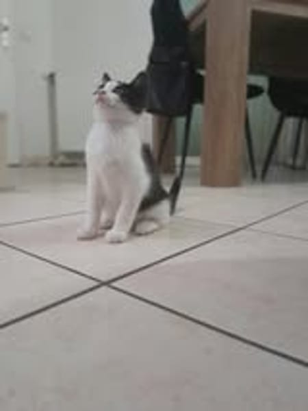 BIBOP