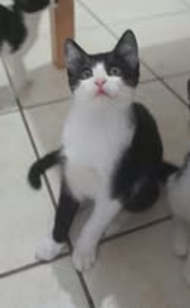 BIJOU