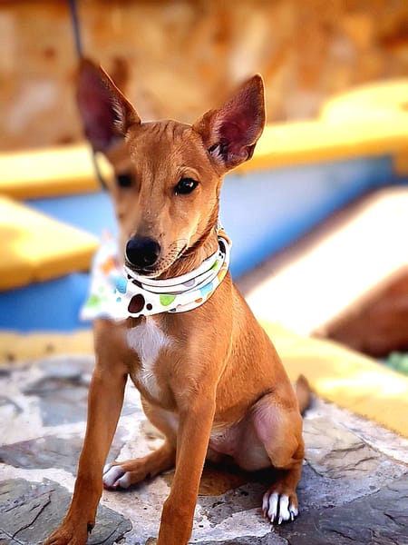 KIARA (Salvando Angeles)