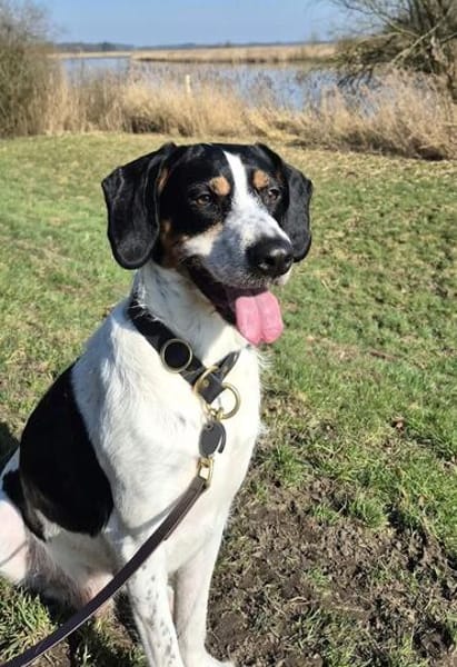 Sir Henry - neues Zuhause gesucht