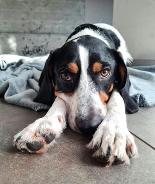 Sir Henry - neues Zuhause gesucht