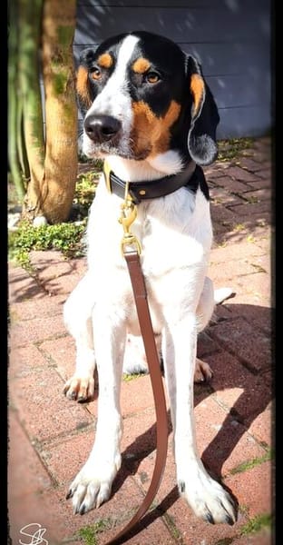 Sir Henry - neues Zuhause gesucht