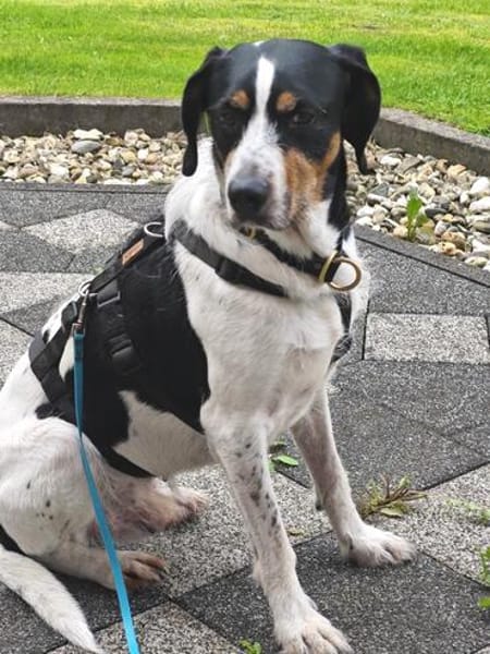 Sir Henry - neues Zuhause gesucht