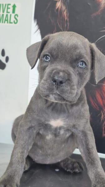 Cane Corso Welpe Lissy sucht ihre Menschen