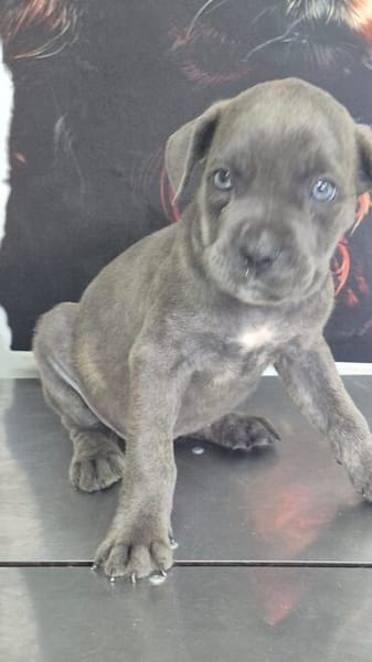 Cane Corso Welpe Lissy sucht ihre Menschen