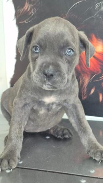 Cane Corso Welpe Lissy sucht ihre Menschen