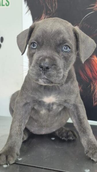 Cane Corso Welpe Lissy sucht ihre Menschen