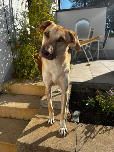 Die liebe Fibi sucht ihr Zuhause