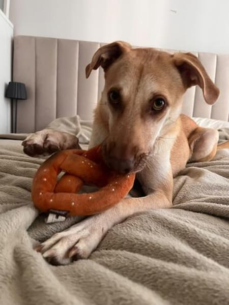 Die liebe Fibi sucht ihr Zuhause