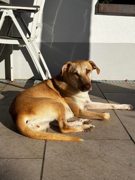 Die liebe Fibi sucht ihr Zuhause