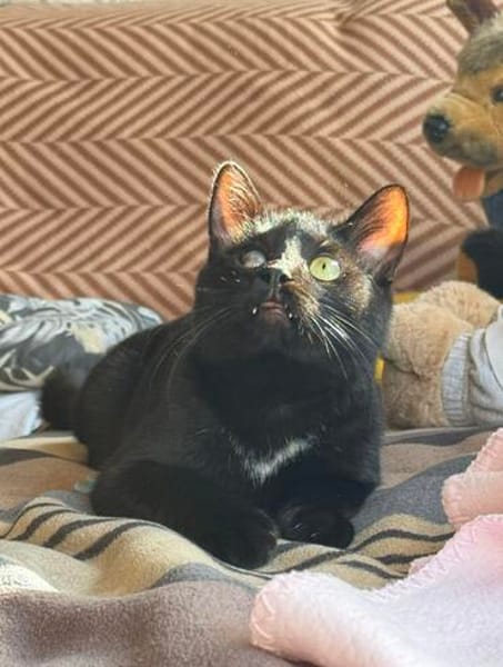 Ulli FeLV+ Liebe auf den zweiten Blick, aber fürs ganze Lebe