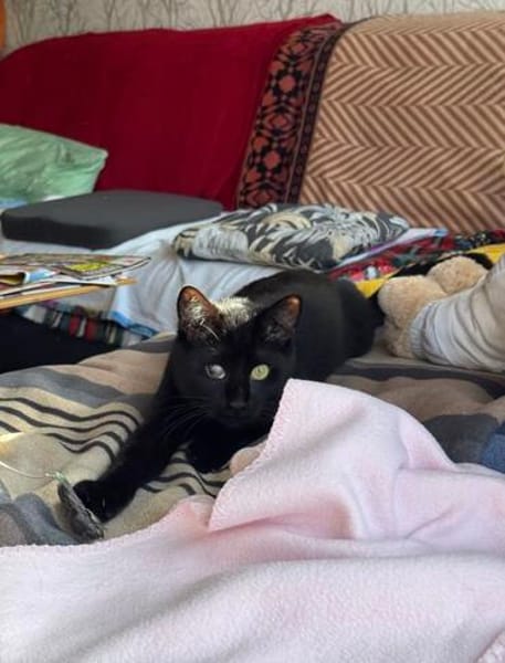 Ulli FeLV+ Liebe auf den zweiten Blick, aber fürs ganze Lebe